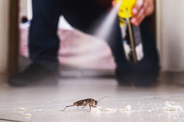 Wasp Removal Services in Grayson, GA